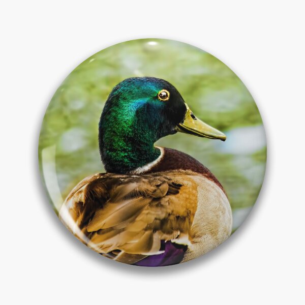 Item preview, Male Mallard Bokeh designed and sold by Kay Brewer.