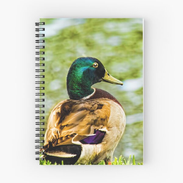 Item preview, Male Mallard Bokeh designed and sold by Kay Brewer.