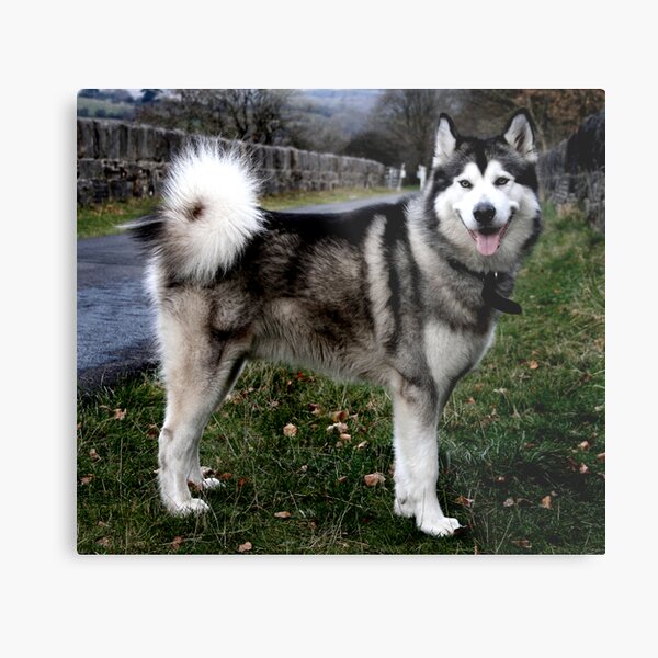 Alaskan Malamute Metal Print