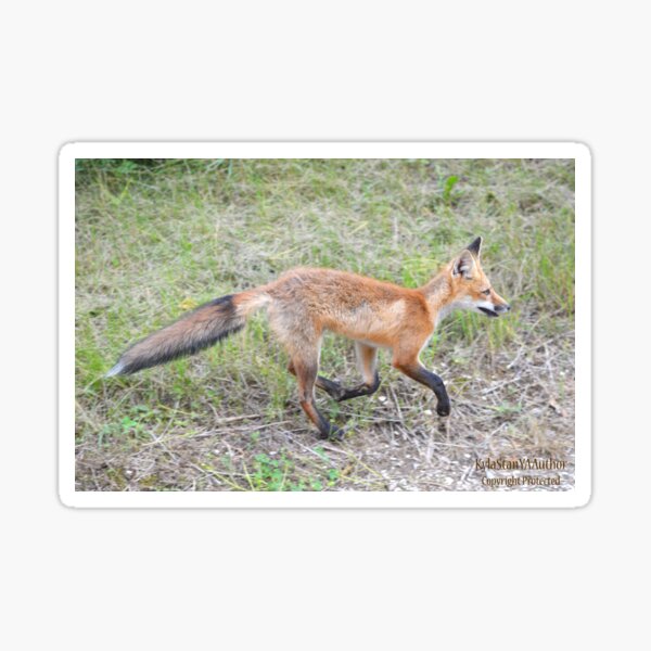 Item preview, WIld Fox 5 designed and sold by Nature's Reflections.