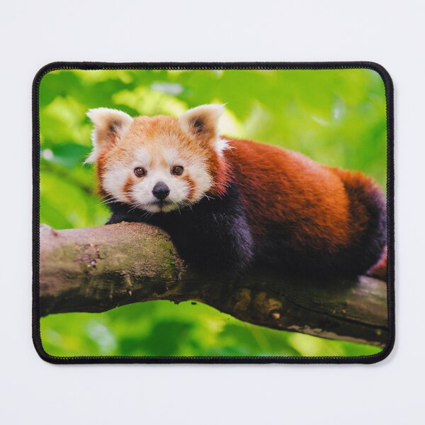 Item preview, Red Panda Photo designed and sold by TheAnimalZ00.