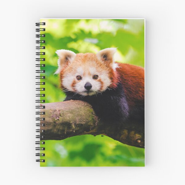 Item preview, Red Panda Photo designed and sold by TheAnimalZ00.