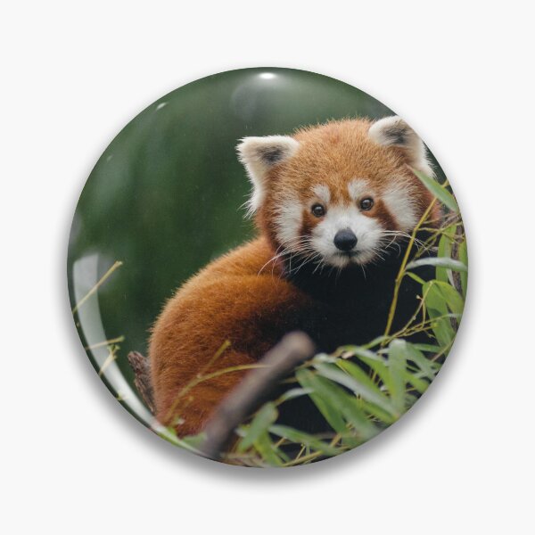 Artikelvorschau, Roter Panda entworfen und verkauft von TheAnimalZ00.