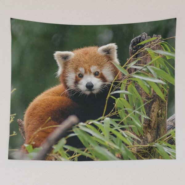 Artikelvorschau, Roter Panda entworfen und verkauft von TheAnimalZ00.