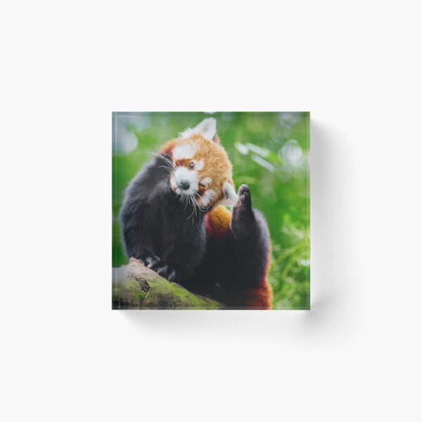 Artikelvorschau, Niedliches Foto des Roten Pandas entworfen und verkauft von TheAnimalZ00.