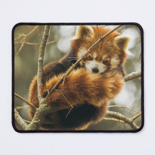 Item preview, Sleeping Red Panda  designed and sold by TheAnimalZ00.