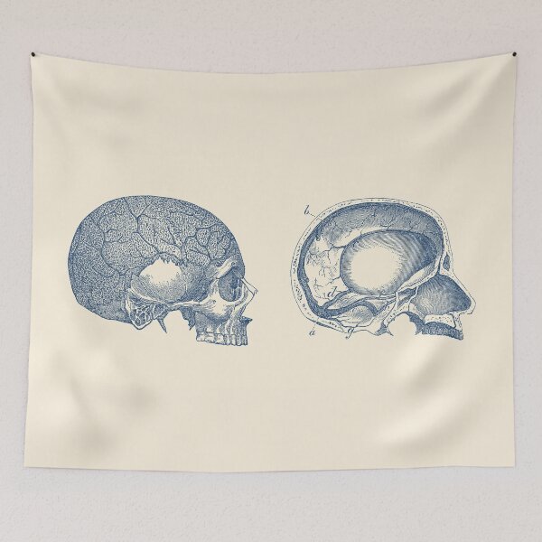 Item preview, Human Skull - Classic Anatomy Print designed and sold by VAposters.