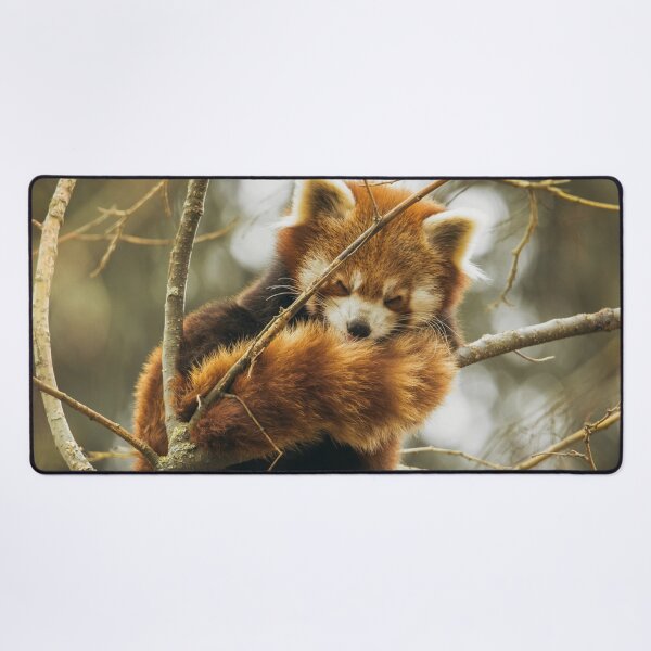 Item preview, Sleeping Red Panda  designed and sold by TheAnimalZ00.