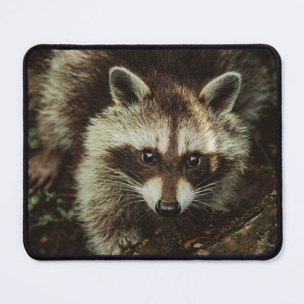 Item preview, Raccoon Photo designed and sold by TheAnimalZ00.