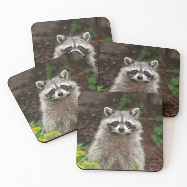 Item preview, Raccoon Photo designed and sold by TheAnimalZ00.