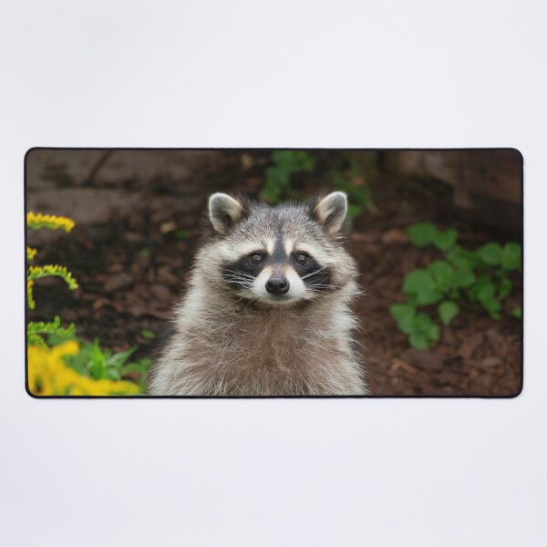 Item preview, Raccoon Photo designed and sold by TheAnimalZ00.