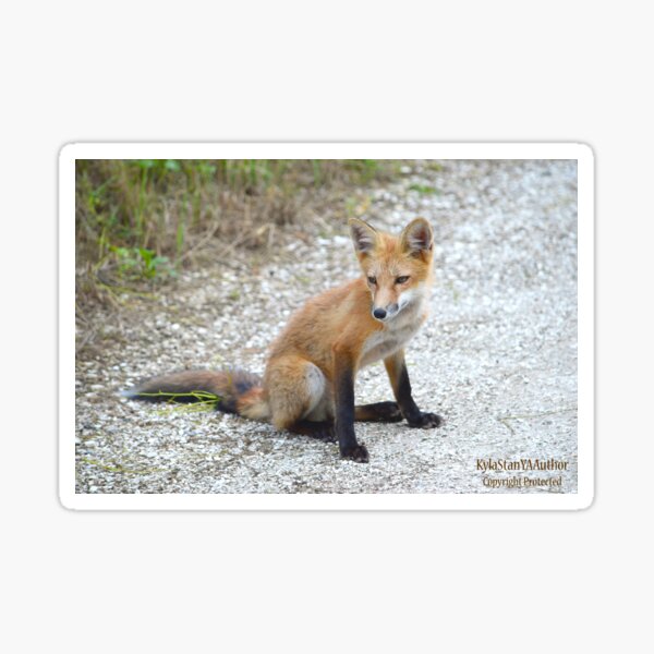 Item preview, Wild Fox 6 designed and sold by Nature's Reflections.