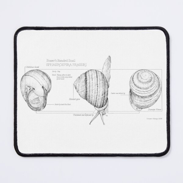 Item preview, Fraser’s banded snail annotated illustration  designed and sold by Vincent Watego.