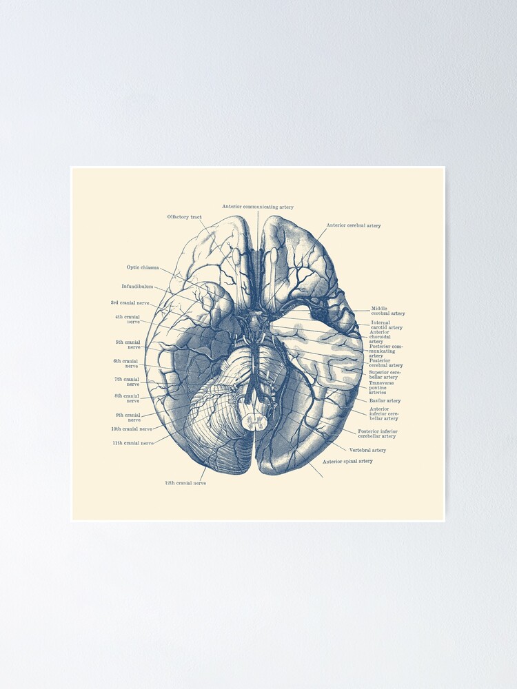 "Human Brain Diagram" Poster for Sale by VAposters | Redbubble