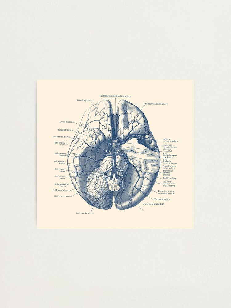 Alternate view of Human Brain Diagram Photographic Print