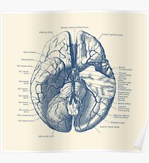 Human Brain Diagram Poster