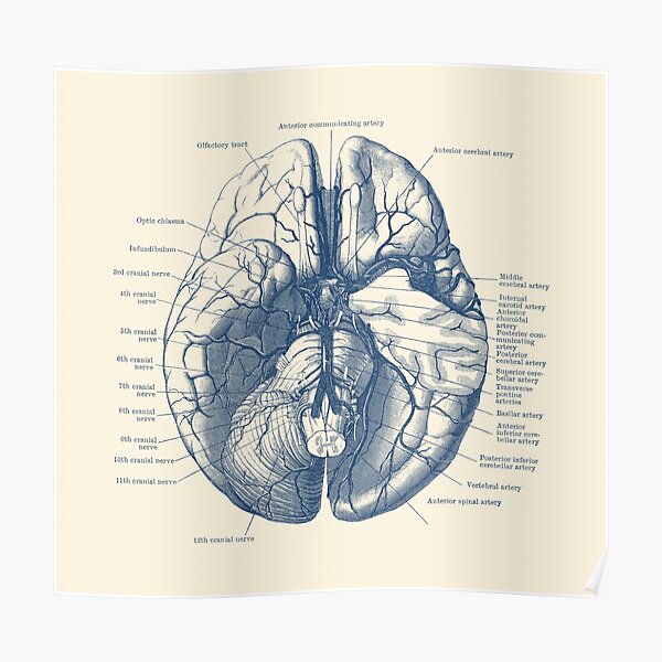 Brain Anatomy Poster Pack Laminated Human Brain Chart Medicine Quick Images