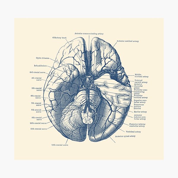 cadáver del cerebro de los nervios craneales