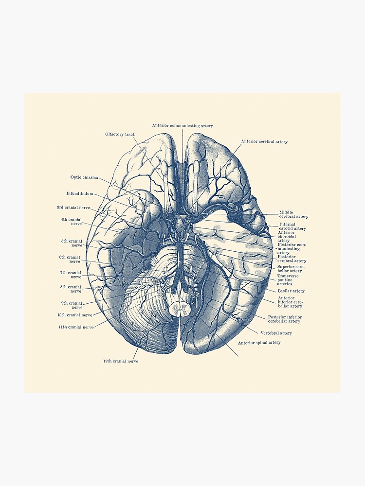 Parts Of The Brain Labeled For Kids - Aflam-Neeeak