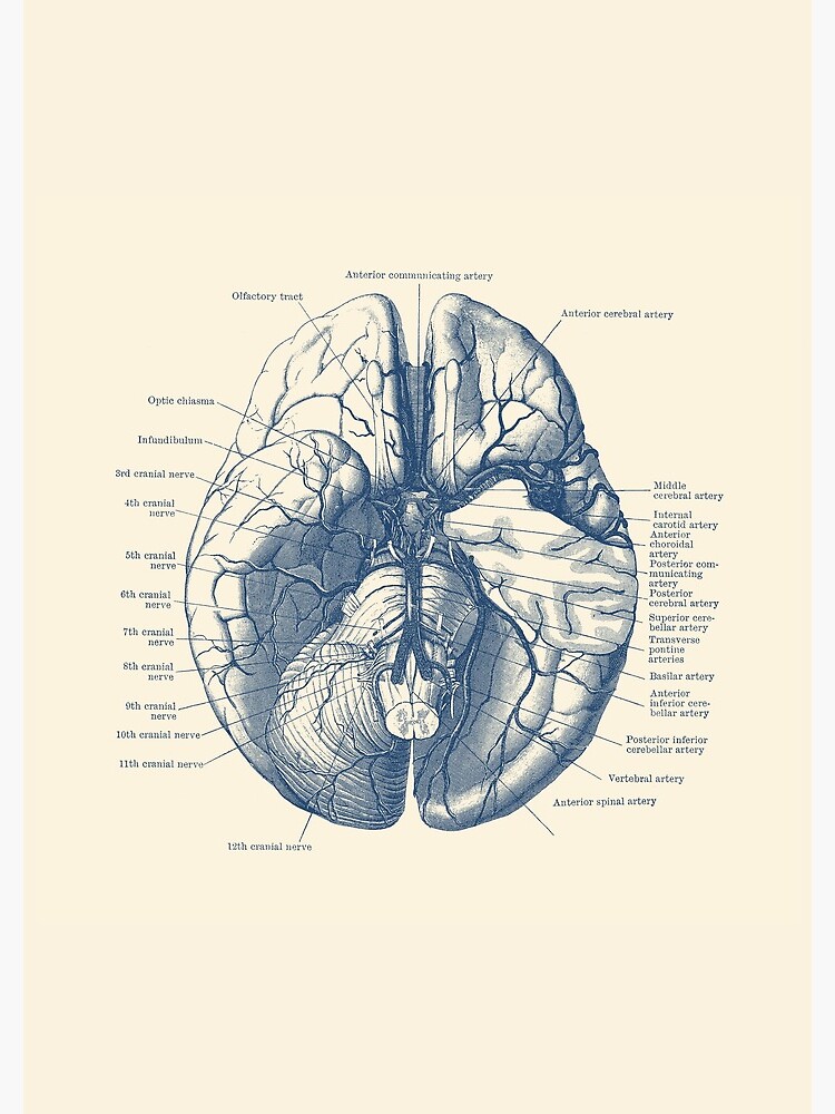 Human Brain Diagram by VAposters