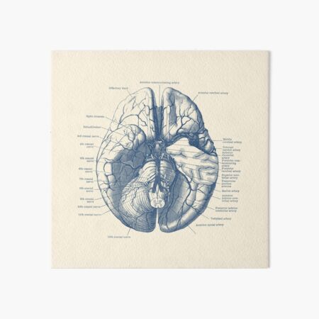 Item preview, Human Brain Diagram designed and sold by VAposters.
