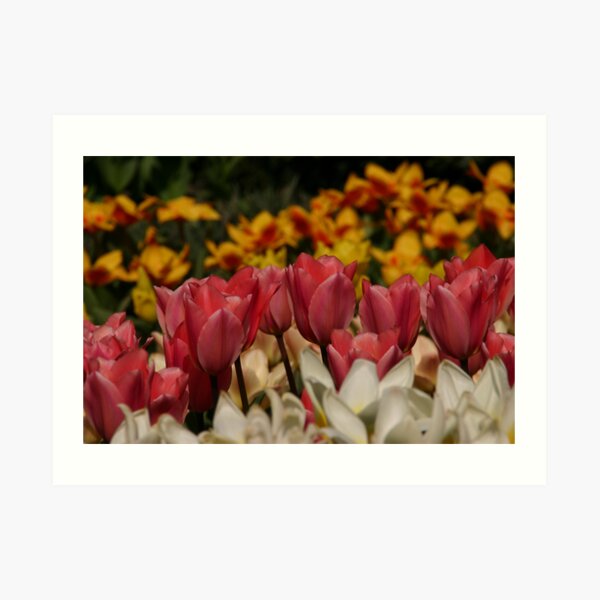 Totally Tulips Art Print