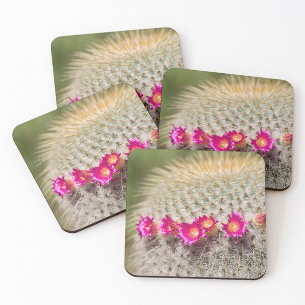 Item preview, Hot pink cactus flowers designed and sold by StohlerPhotos.