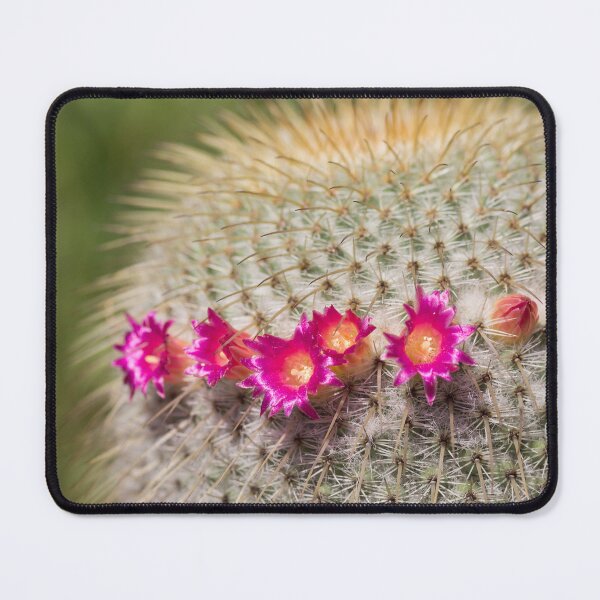 Item preview, Hot pink cactus flowers designed and sold by StohlerPhotos.