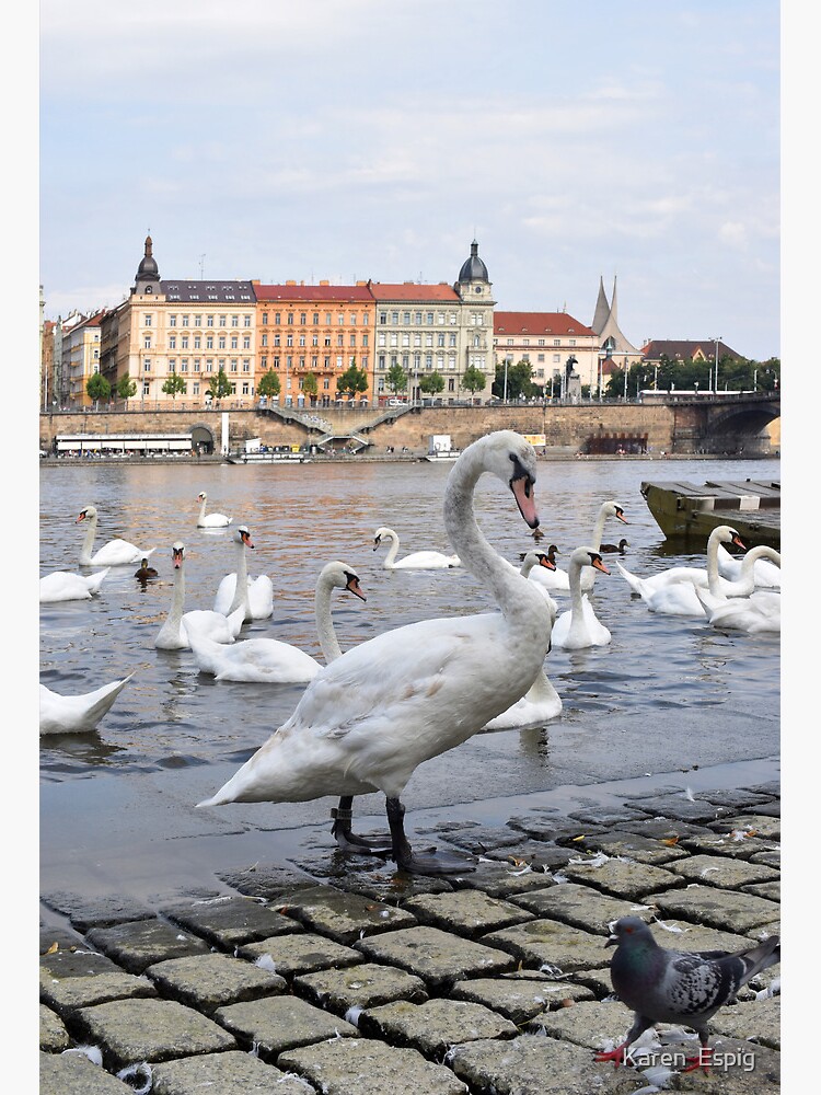 Thumbnail 2 of 2, Art Board Print, Swans on the Vltava River, Prague, Czech Republic designed and sold by KarenEspig.