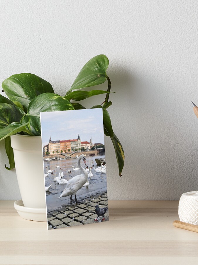 Thumbnail 1 of 2, Art Board Print, Swans on the Vltava River, Prague, Czech Republic designed and sold by KarenEspig.