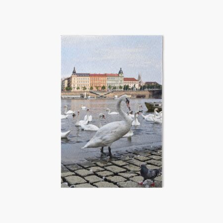 Swans on the Vltava River, Prague, Czech Republic Art Board Print