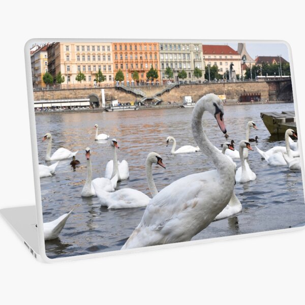Swans on the Vltava River, Prague, Czech Republic Laptop Skin
