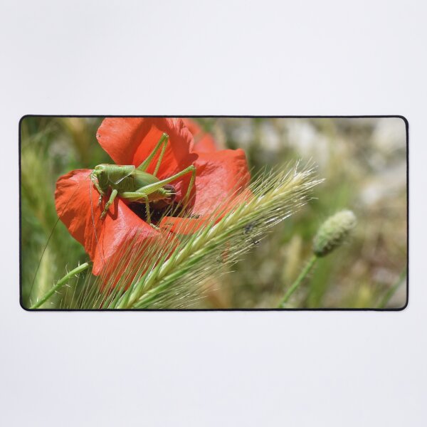 Item preview, Grasshopper on a Wild Poppy, Berat, Albania designed and sold by Karen  Espig.