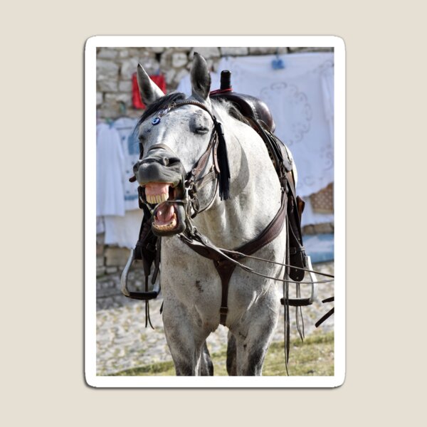 Just Horsing Around, Berat, Albania Magnet