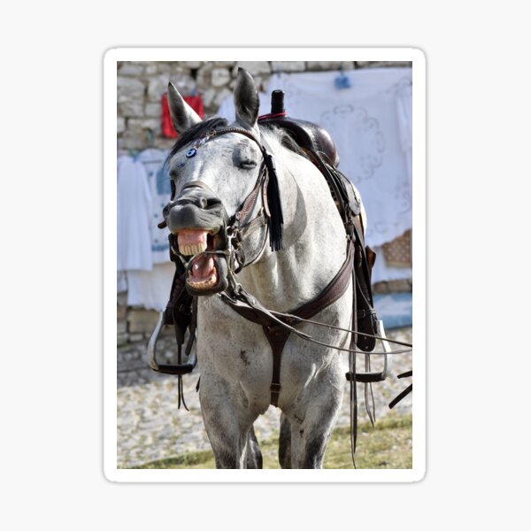 Just Horsing Around, Berat, Albania Sticker
