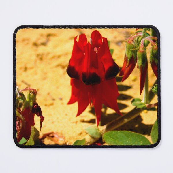 Item preview, Vibrant Sturts Desert Peas - Australian Native Flora Photography designed and sold by Paul Yeatman.