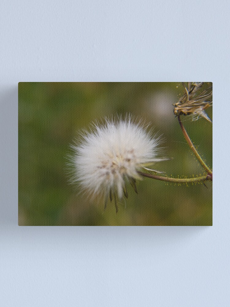 Alternate view of leggerezza... Canvas Print