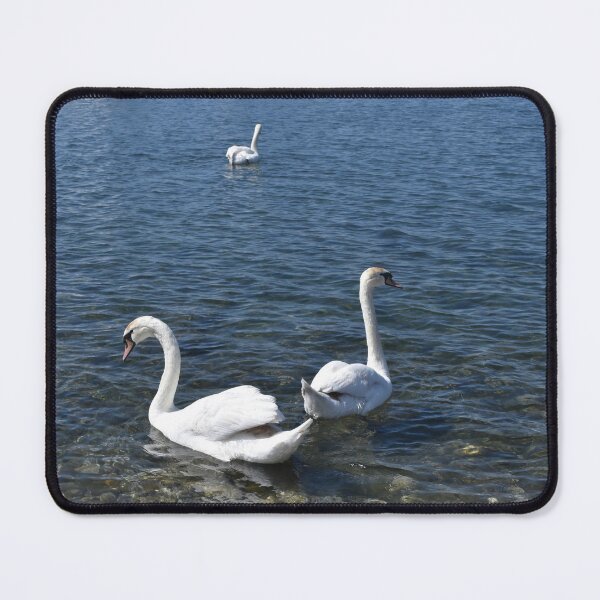 Swans in the Harbour, Ohrid, North Macedonia Mouse Pad