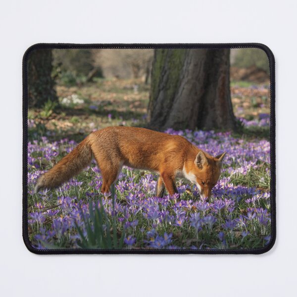 Aperçu de l'œuvre Renard roux sauvage parmi les fleurs de crocus créée et vendue par GoizaneHM.
