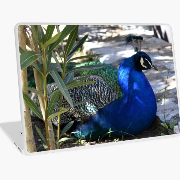 Peacock in the Garden, Saint Naum, North Macedonia Laptop Skin