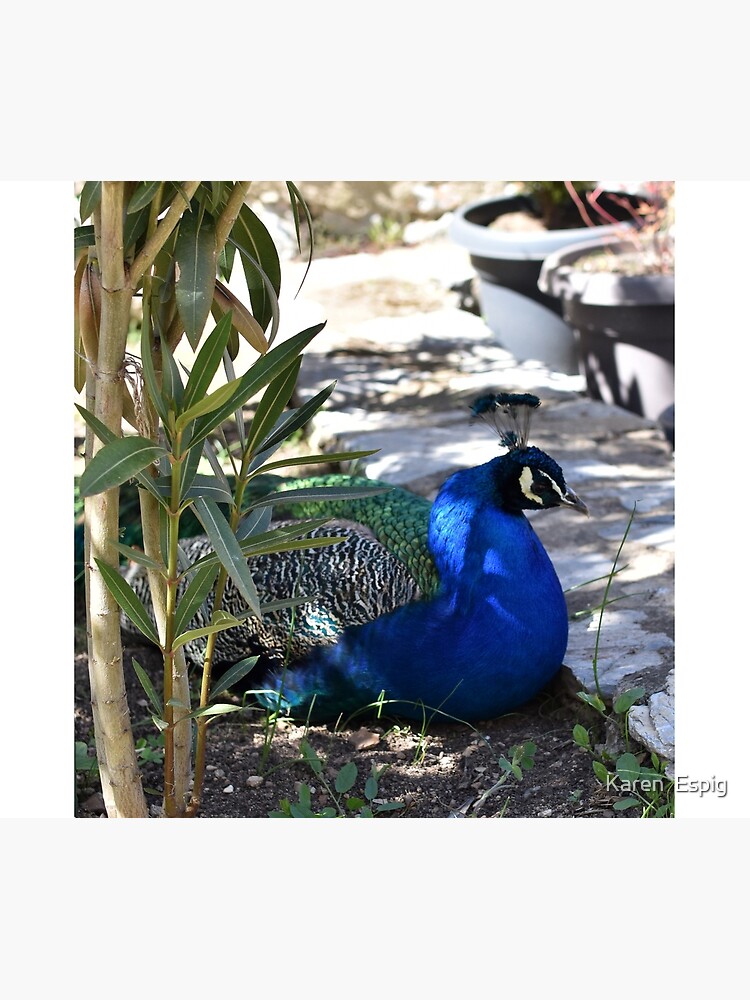 Thumbnail 5 of 5, Shower Curtain, Peacock in the Garden, Saint Naum, North Macedonia designed and sold by KarenEspig.
