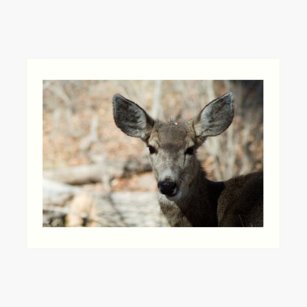 Mule Deer, Bandelier National Monument: The Life of the Party Art Print