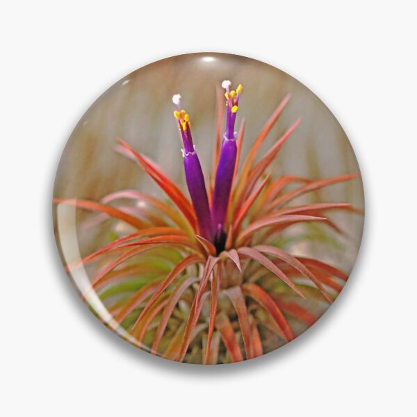 Item preview, Tillandsia designed and sold by Deb Oppermann.