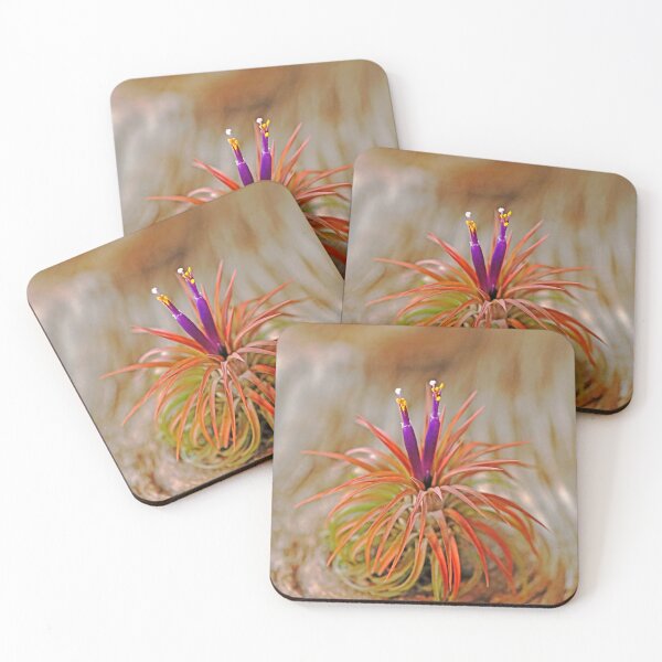 Item preview, Tillandsia designed and sold by Deb Oppermann.