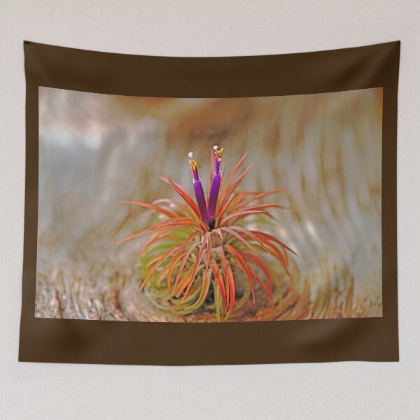 Item preview, Tillandsia designed and sold by Deb Oppermann.