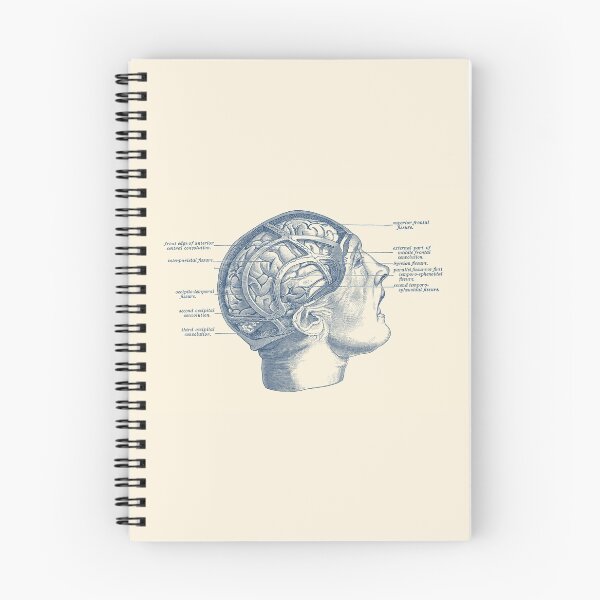 Item preview, Brain Diagram - Vintage Anatomy designed and sold by VAposters.