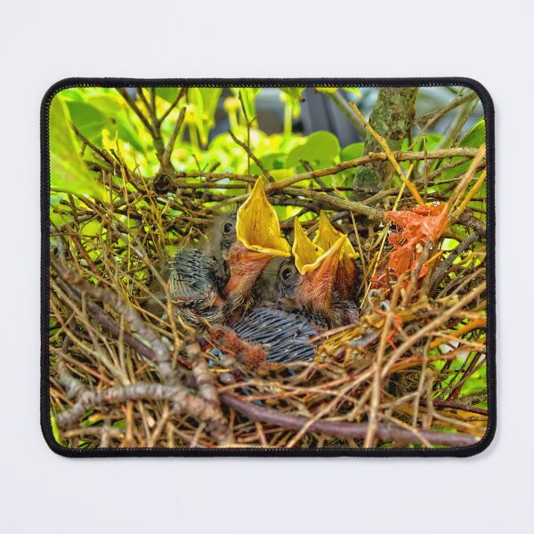 Item preview, Baby Mockingbirds designed and sold by Kay Brewer.
