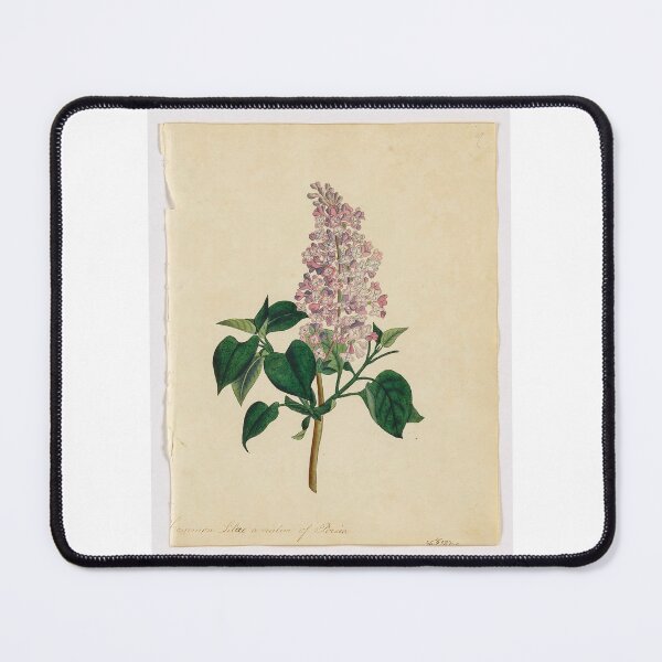 Item preview, Common Lilac designed and sold by whimsicali.