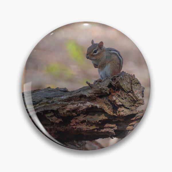 Item preview, Chipmunk Poses on an Old Log designed and sold by jrtwynam.