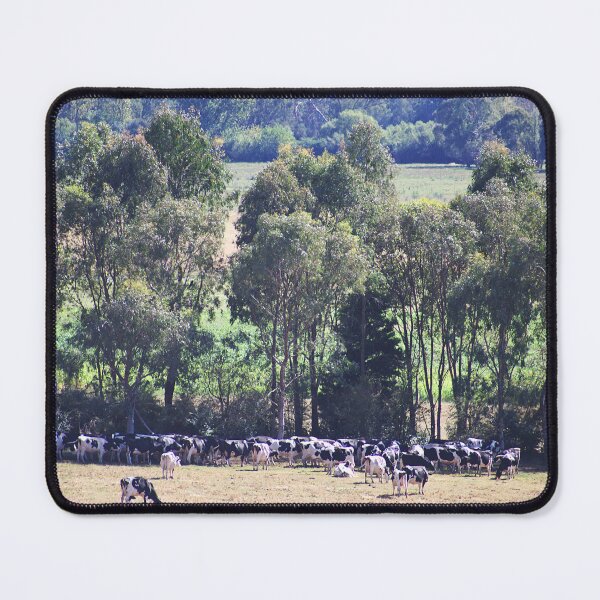Item preview, Holstein Cows Are Milked Twice Daily designed and sold by Joy Watson - Natural Light Photography .